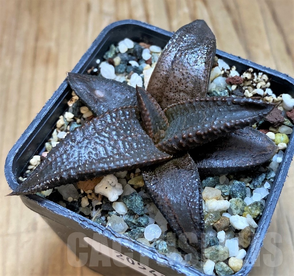 SH20542 Haworthia koelmaniorum - Image 3