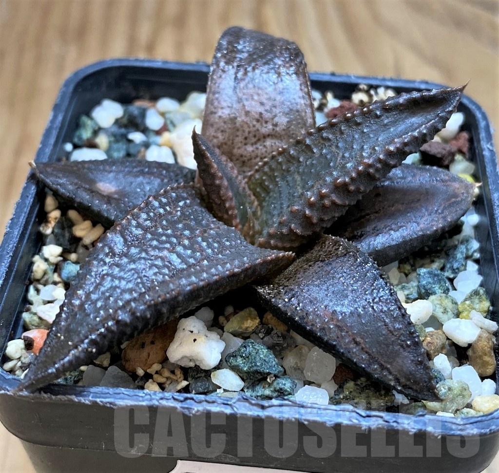 SH20542 Haworthia koelmaniorum
