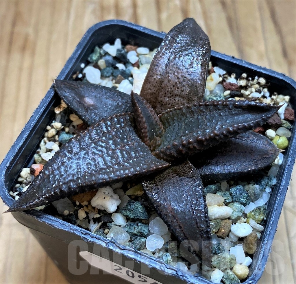 SH20542 Haworthia koelmaniorum - Image 2