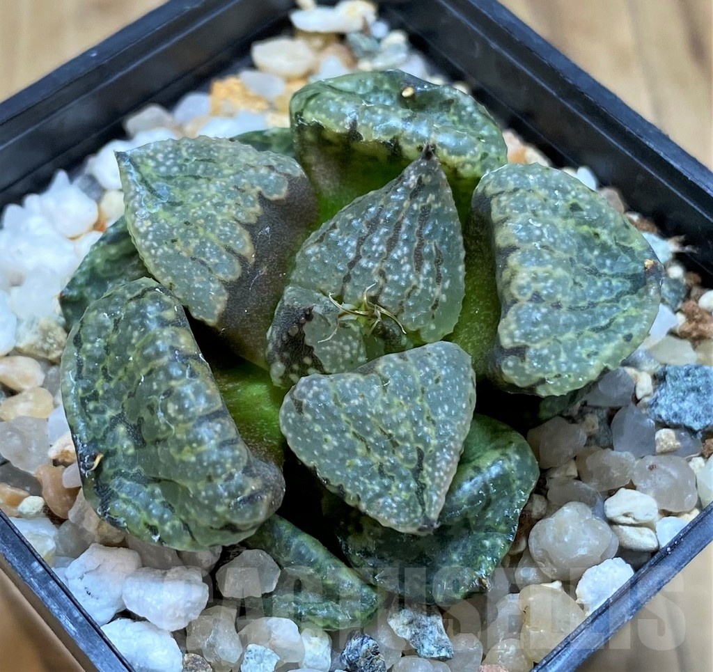 SH20544 Haworthia picta mutant - Image 2
