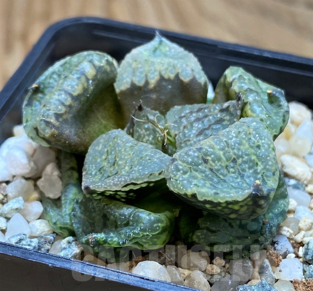 SH20544 Haworthia picta mutant - Image 3