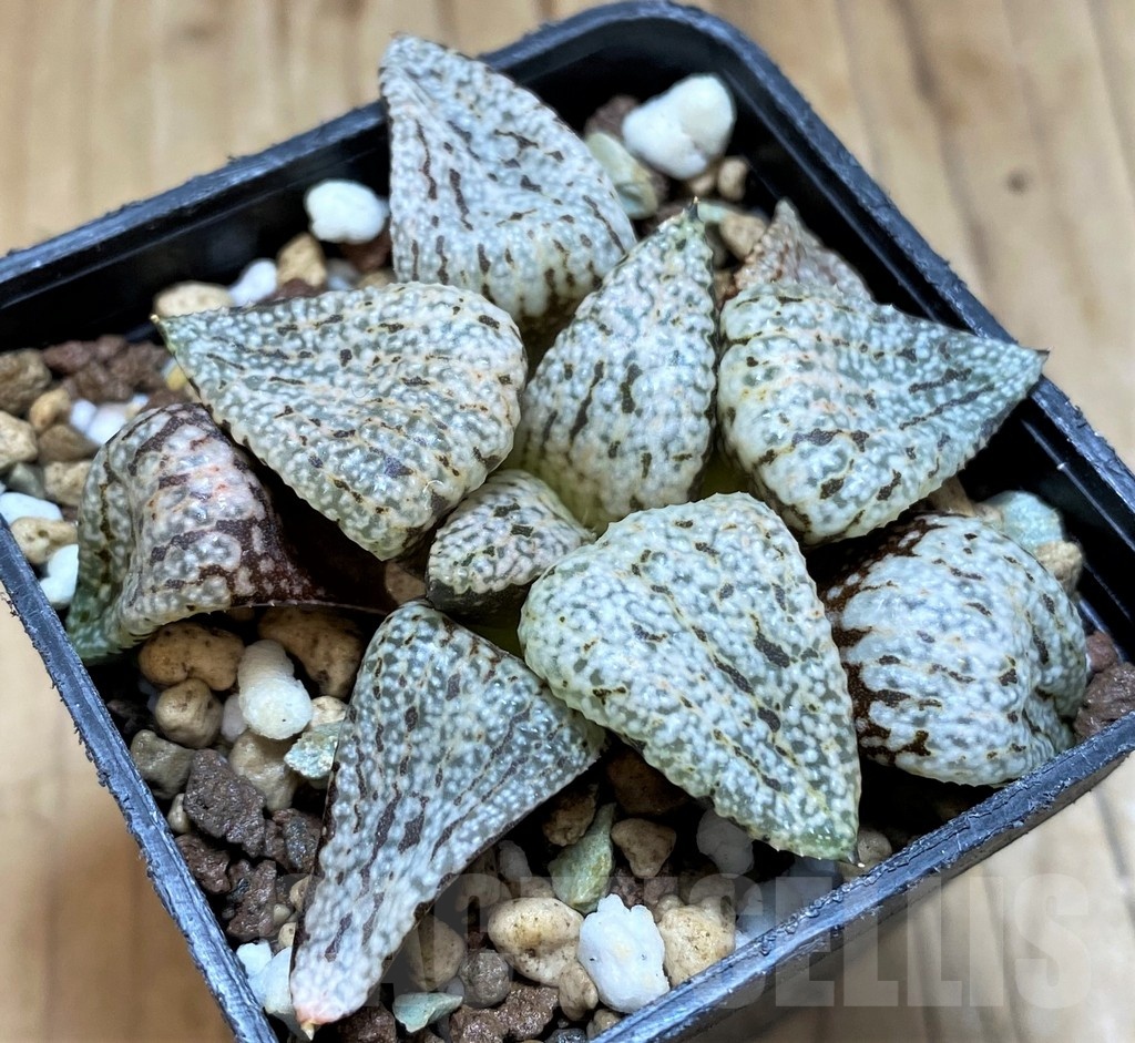 SH20547 Haworthia picta 'Snow'