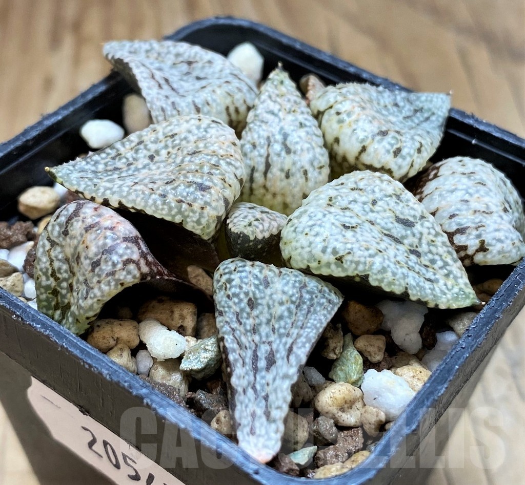 SH20547 Haworthia picta 'Snow' - Image 2