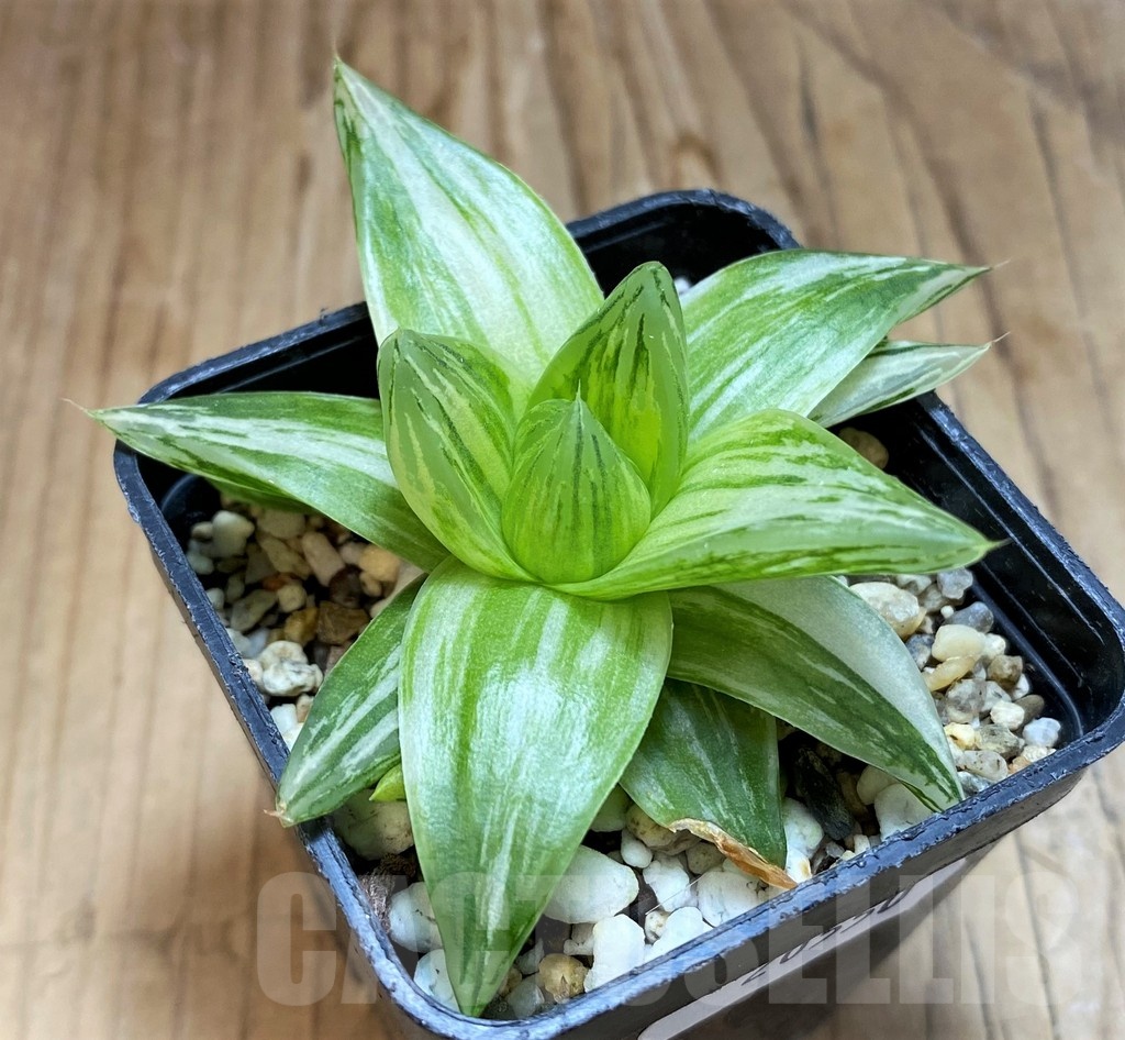 SH20550 Haworthia cymbiformis f. variegata - Image 3