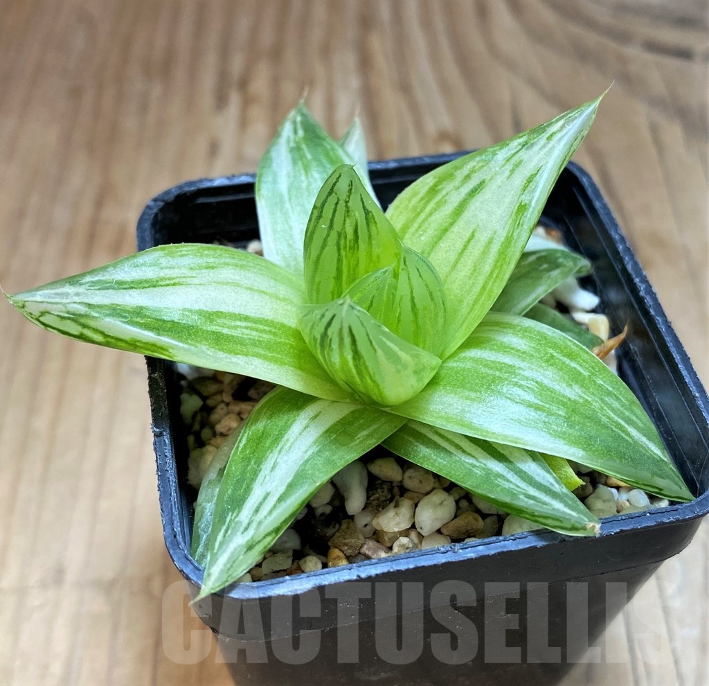 SH20550 Haworthia cymbiformis f. variegata - Image 2