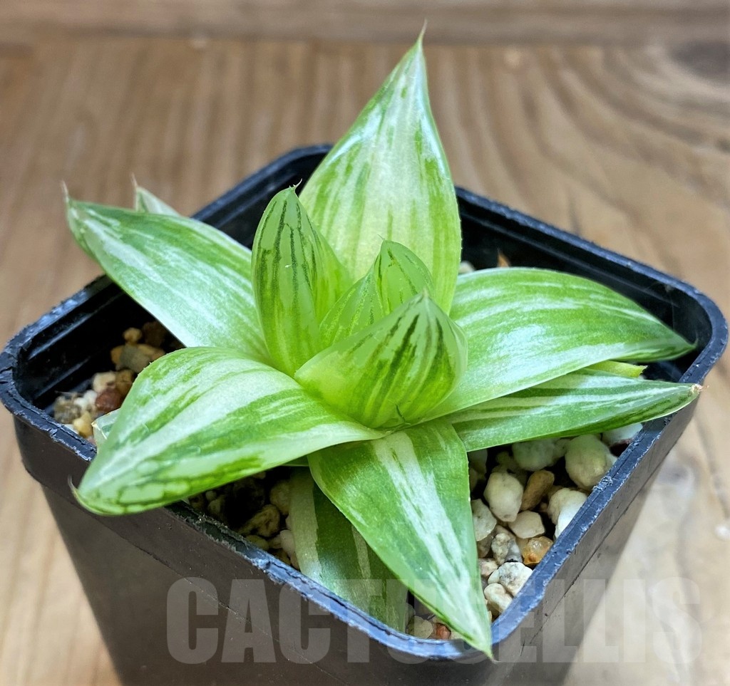 SH20550 Haworthia cymbiformis f. variegata