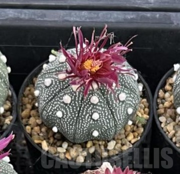 SH118 Astrophytum asterias ‘Super Kabuto’ ‘Shinshowa’ clon 23 - Image 2