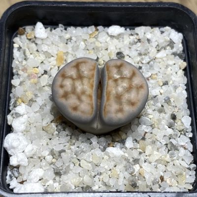 SH23170 Lithops karasmontana -W. Grünau-