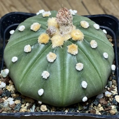 SH23854 Astrophytum asterias f. nudum