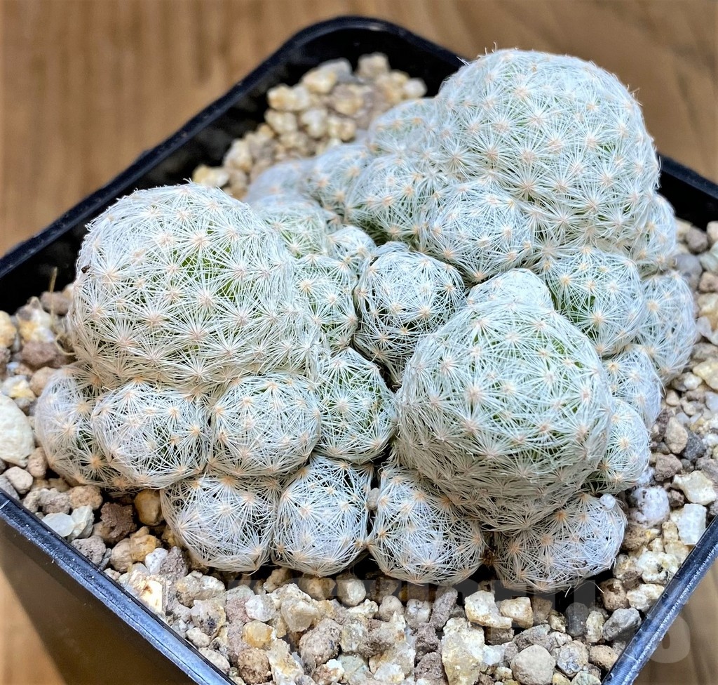 SH19345 Mammillaria humboldtii v. caespitosa - Image 2