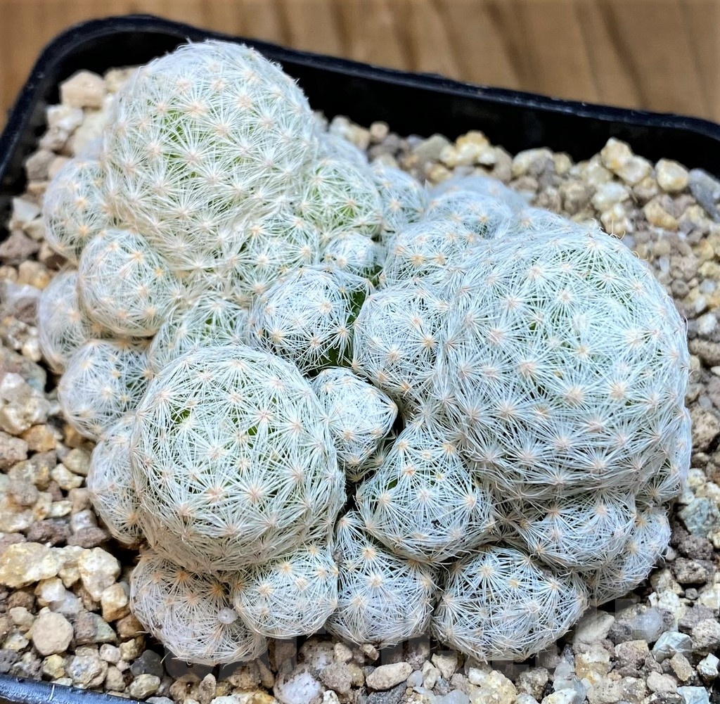 SH19345 Mammillaria humboldtii v. caespitosa