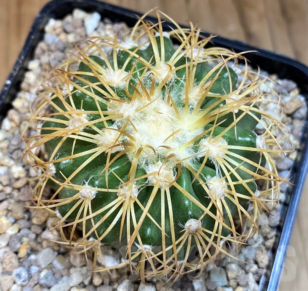 SH19356 Discocactus bahiensis