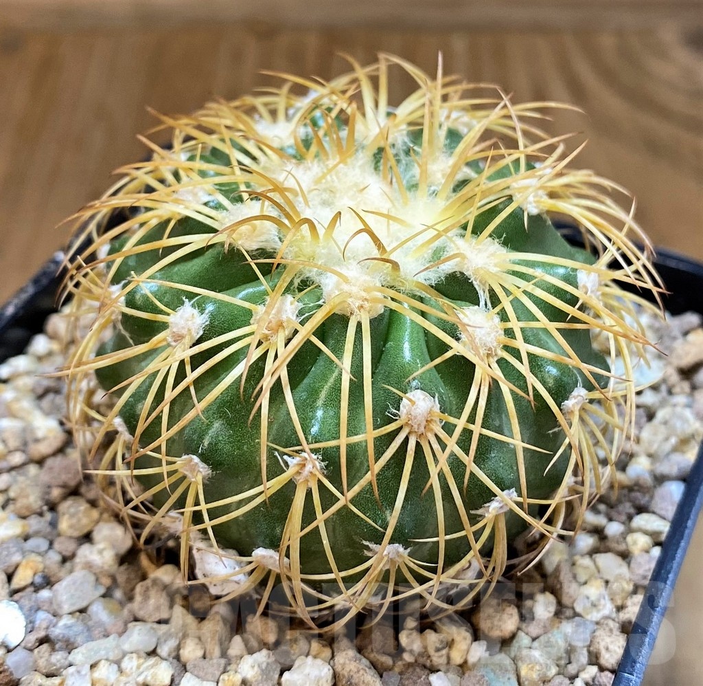 SH19356 Discocactus bahiensis - Image 2