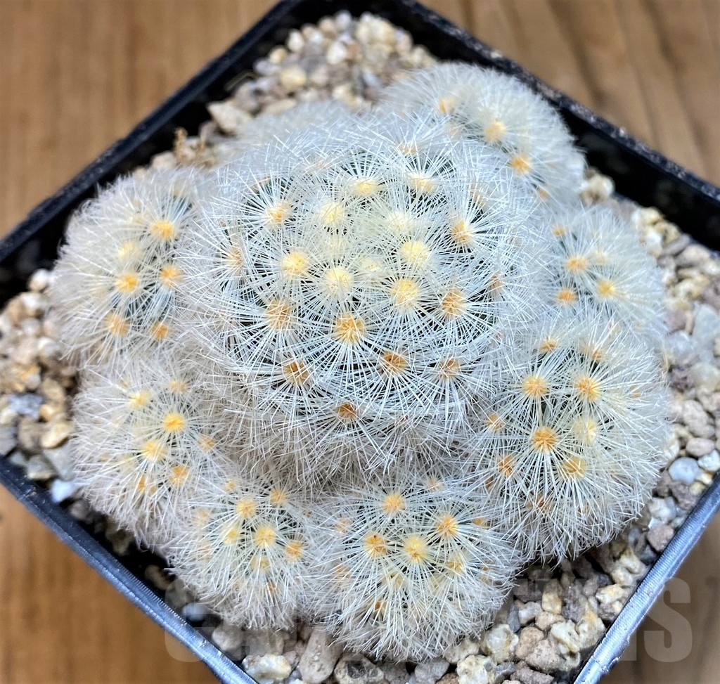 SH19358 Mammillaria laui v. subducta