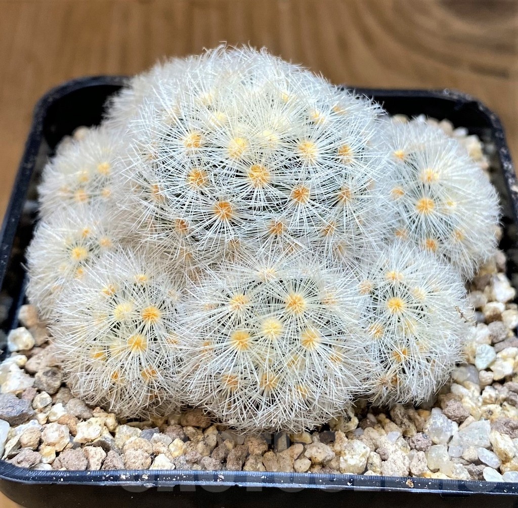 SH19358 Mammillaria laui v. subducta - Image 2