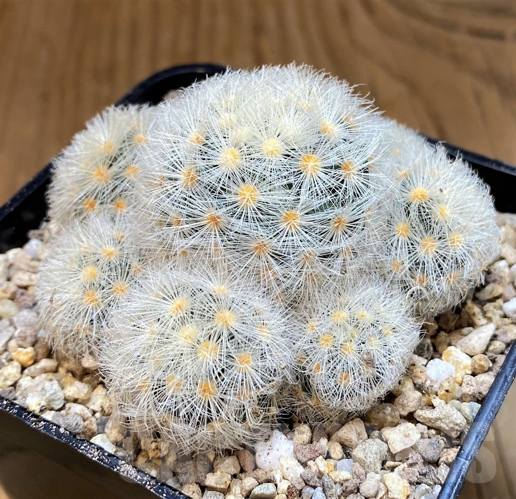 SH19358 Mammillaria laui v. subducta - Image 3