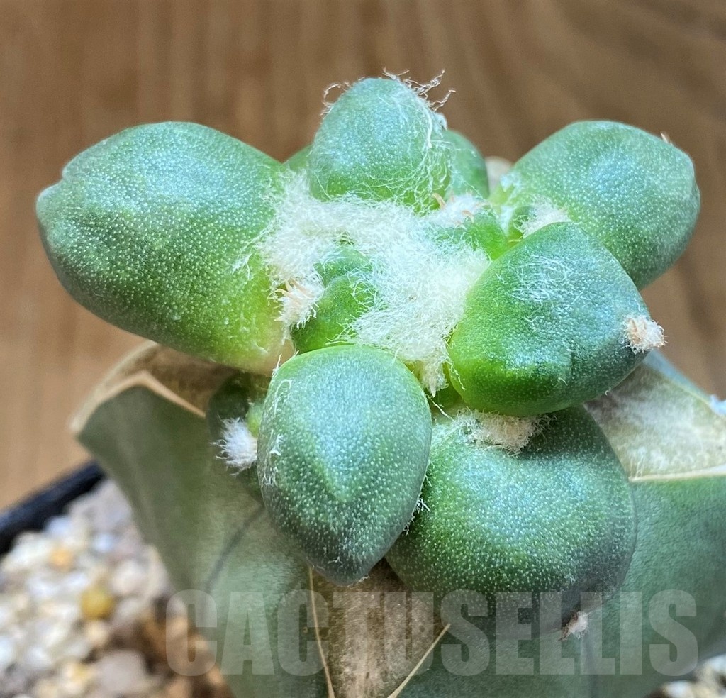 SH19360 Ariocarpus trifinger, grafted