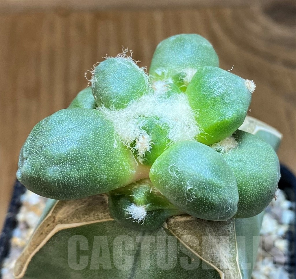 SH19360 Ariocarpus trifinger, grafted - Image 2