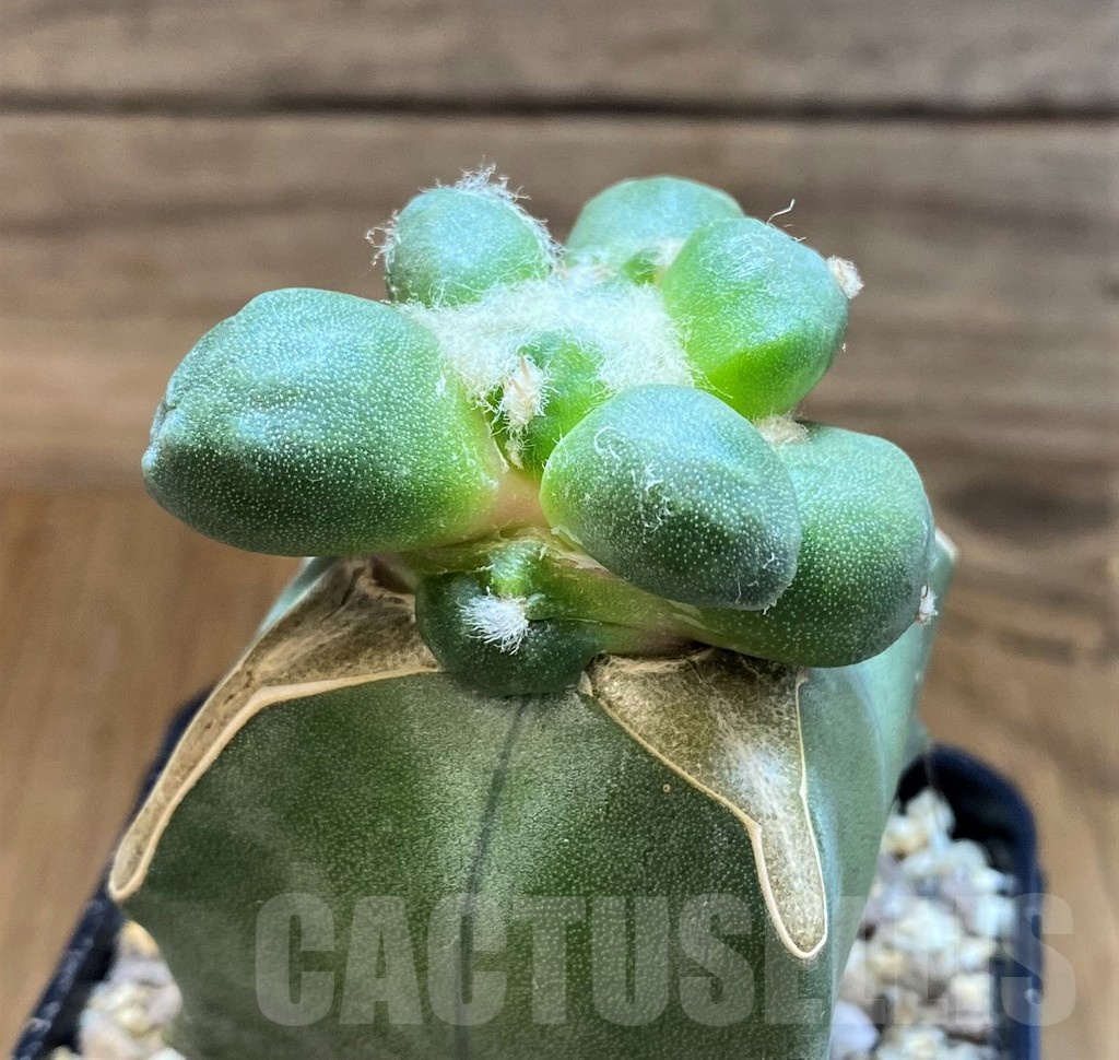 SH19360 Ariocarpus trifinger, grafted - Image 3
