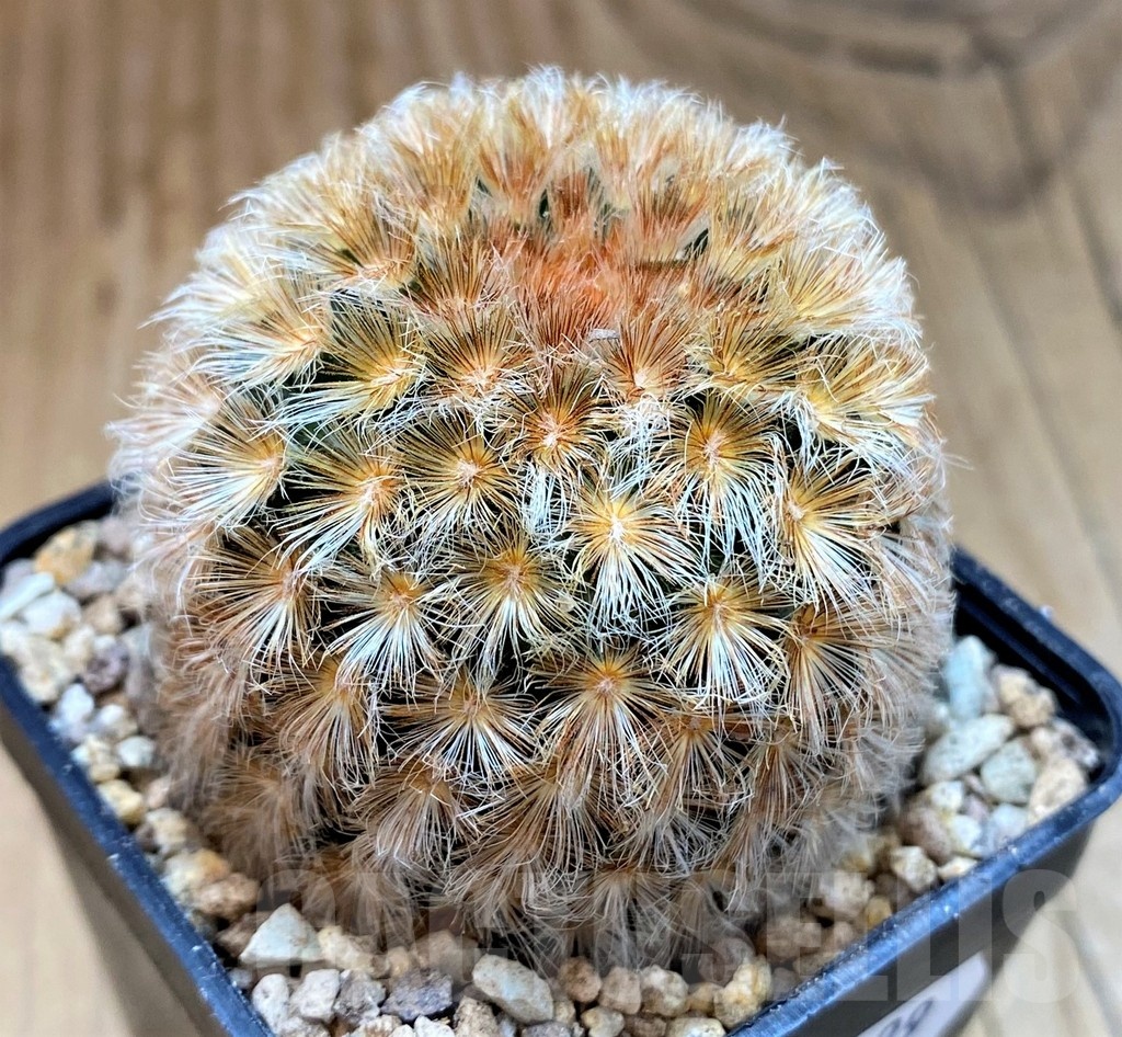 SH19299 Mammillaria carmenae hybrid - Image 2