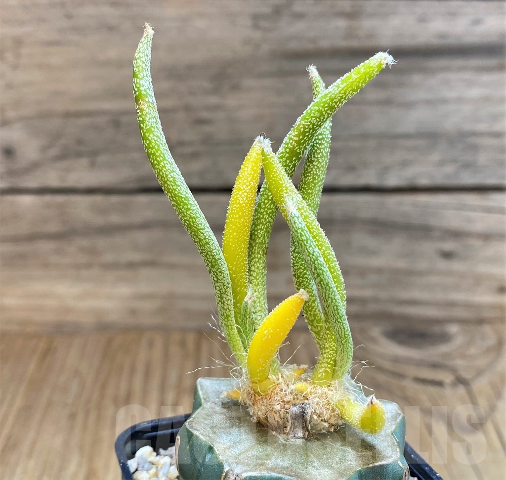 SH19313 Astrophytum caput-medusae f. variegata, grafted