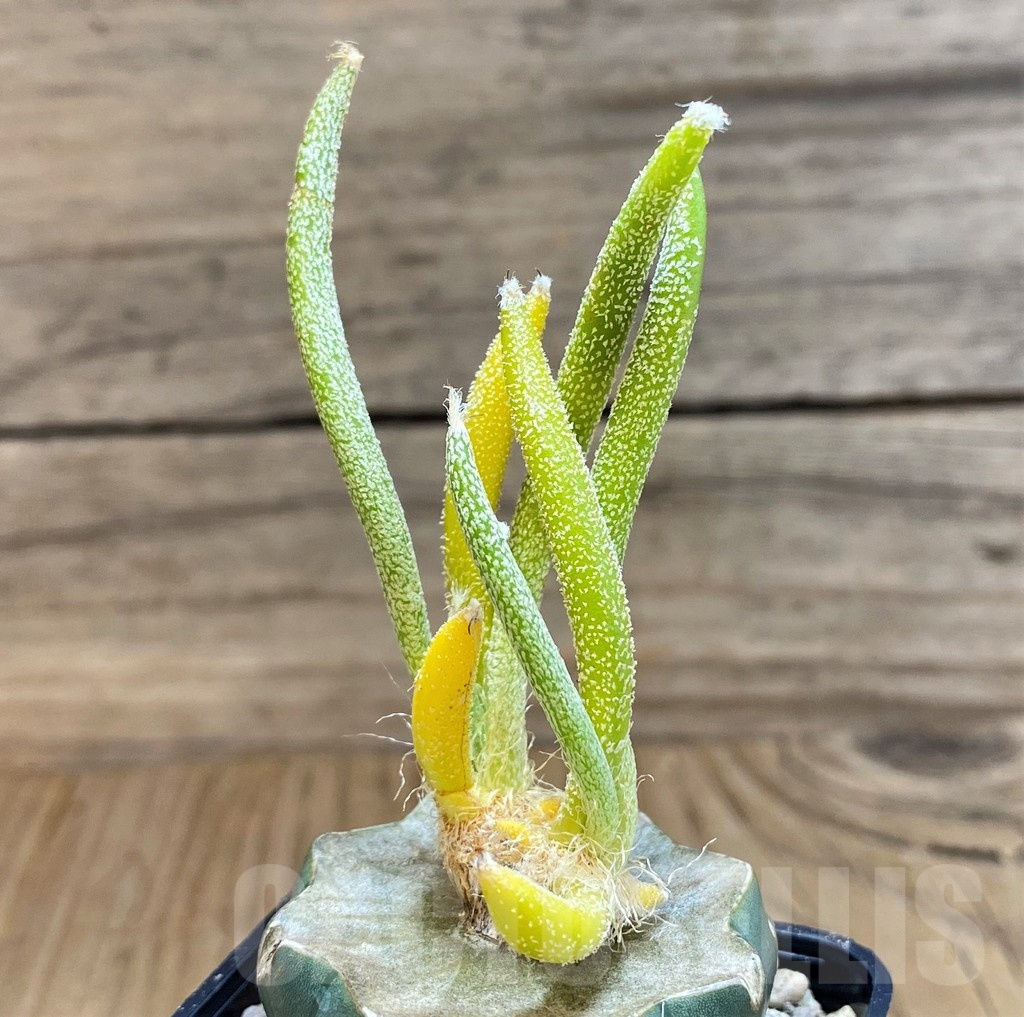 SH19313 Astrophytum caput-medusae f. variegata, grafted - Image 2