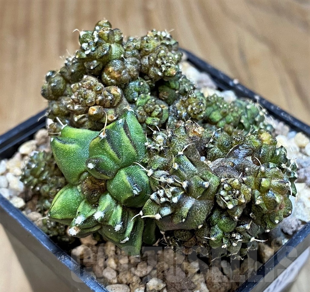 SH19315 Gymnocalycium mihanovichii 'Green Crocodile' - Image 2