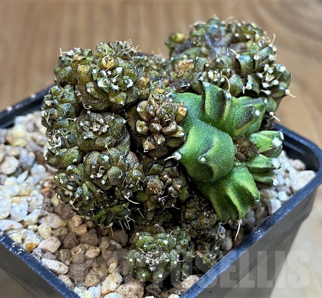SH19315 Gymnocalycium mihanovichii 'Green Crocodile'
