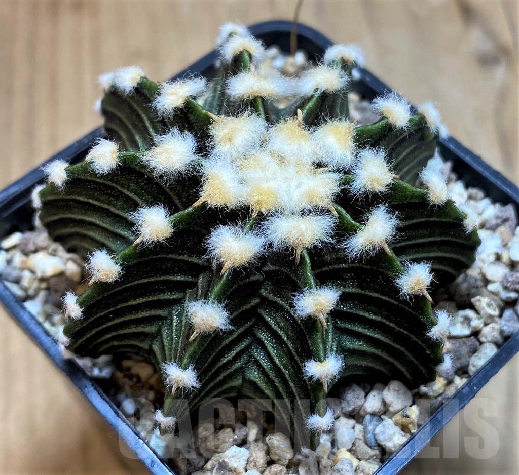 SH19322 Gymnocalycium friedrichii VOS1241 - Image 2