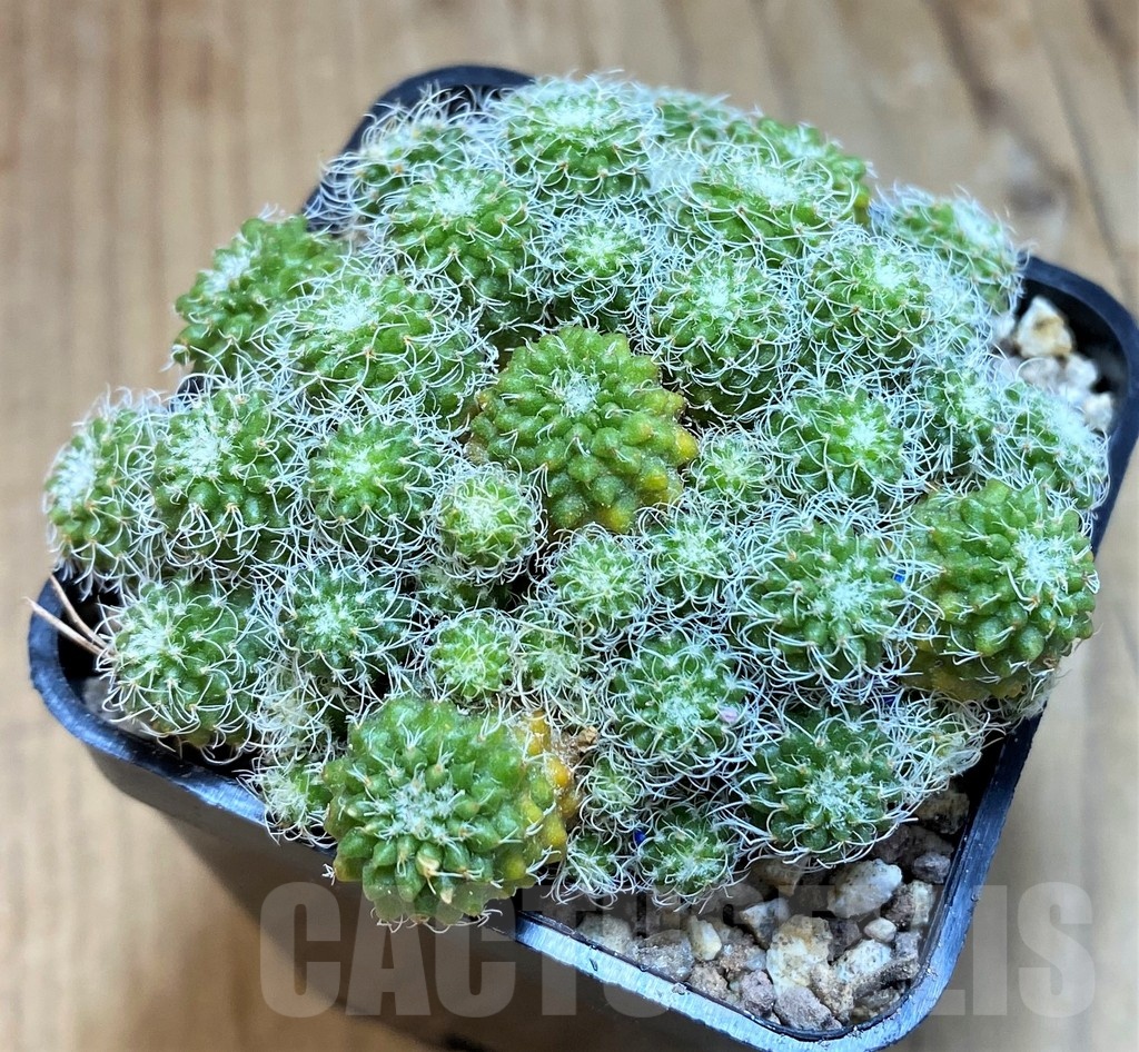 SH19324 Turbinicarpus horripilus f. monstrosa