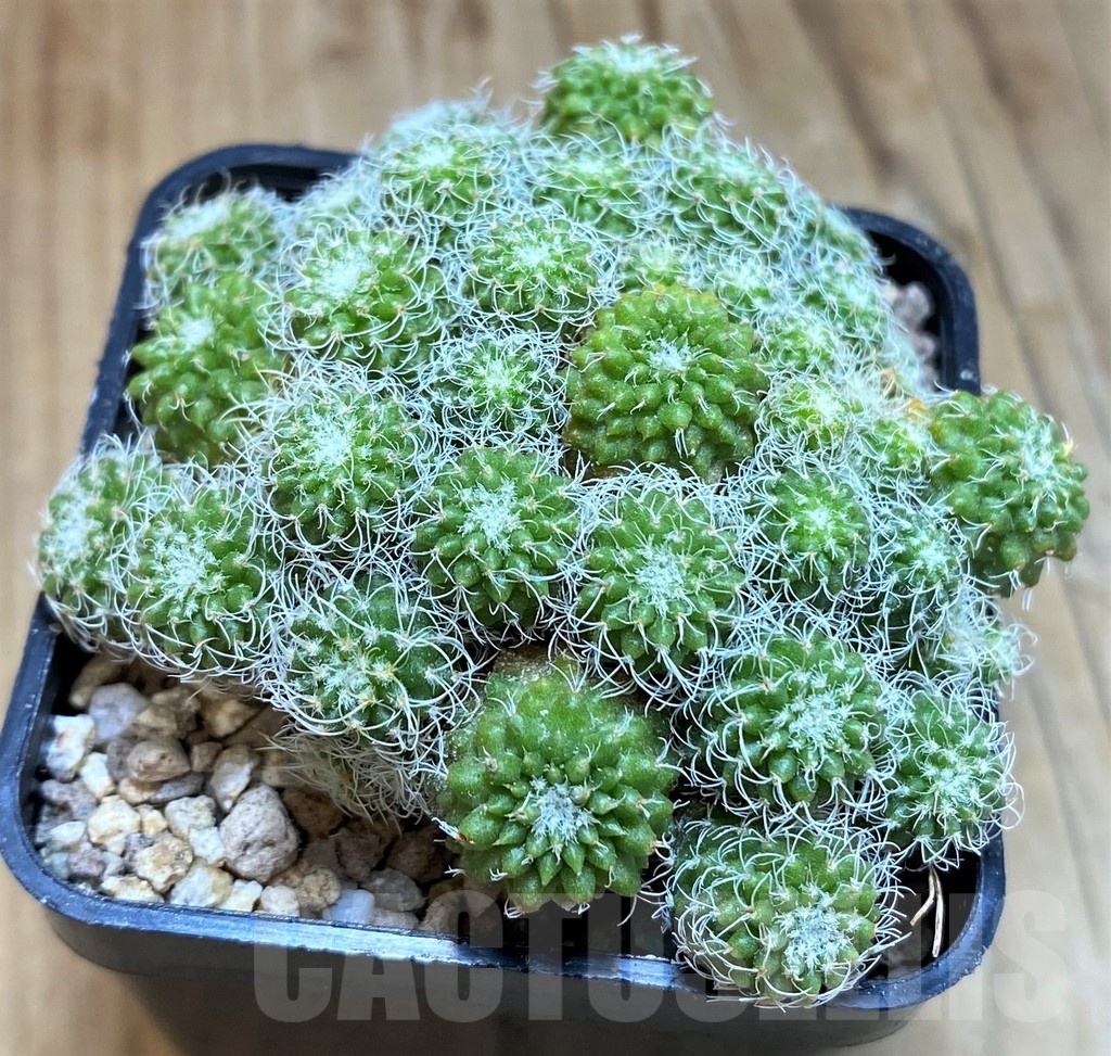 SH19324 Turbinicarpus horripilus f. monstrosa - Image 2