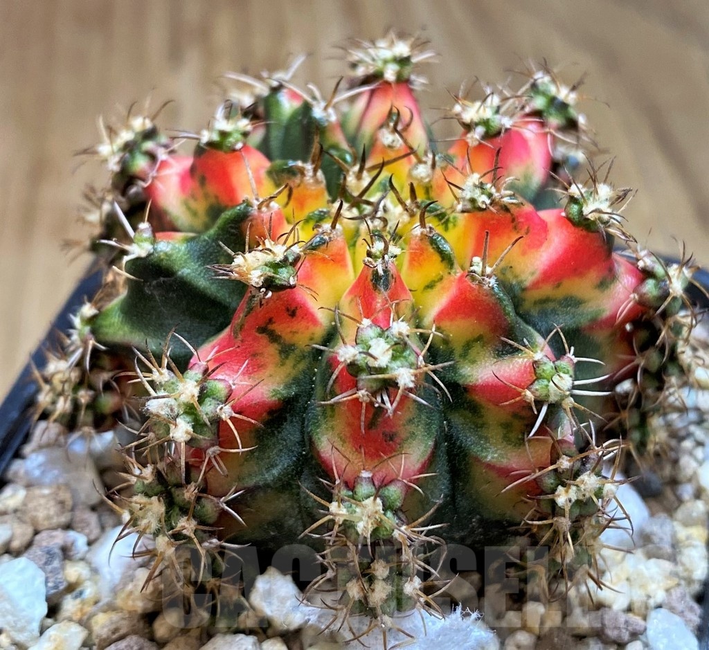 SH19330 Gymnocalycium mihanovichii ‘Multicolor’ - Image 2