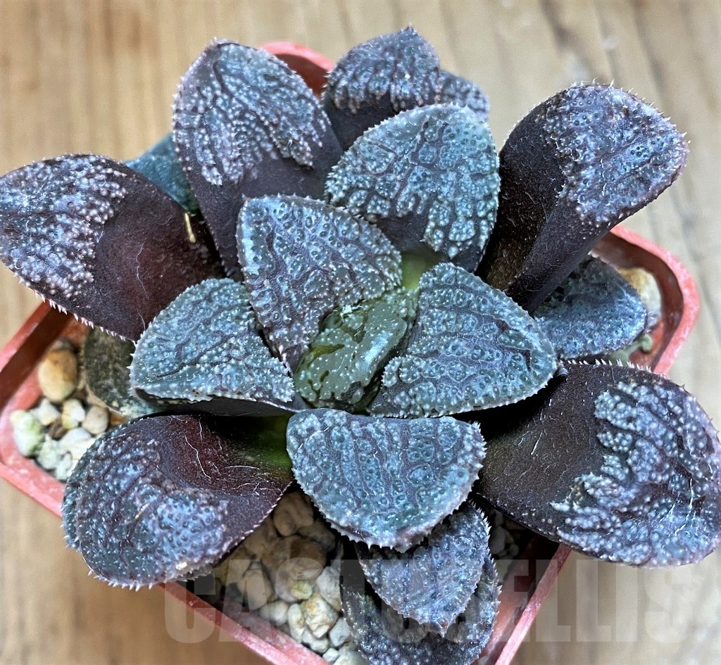 SH20761 Haworthia 'Mordor'