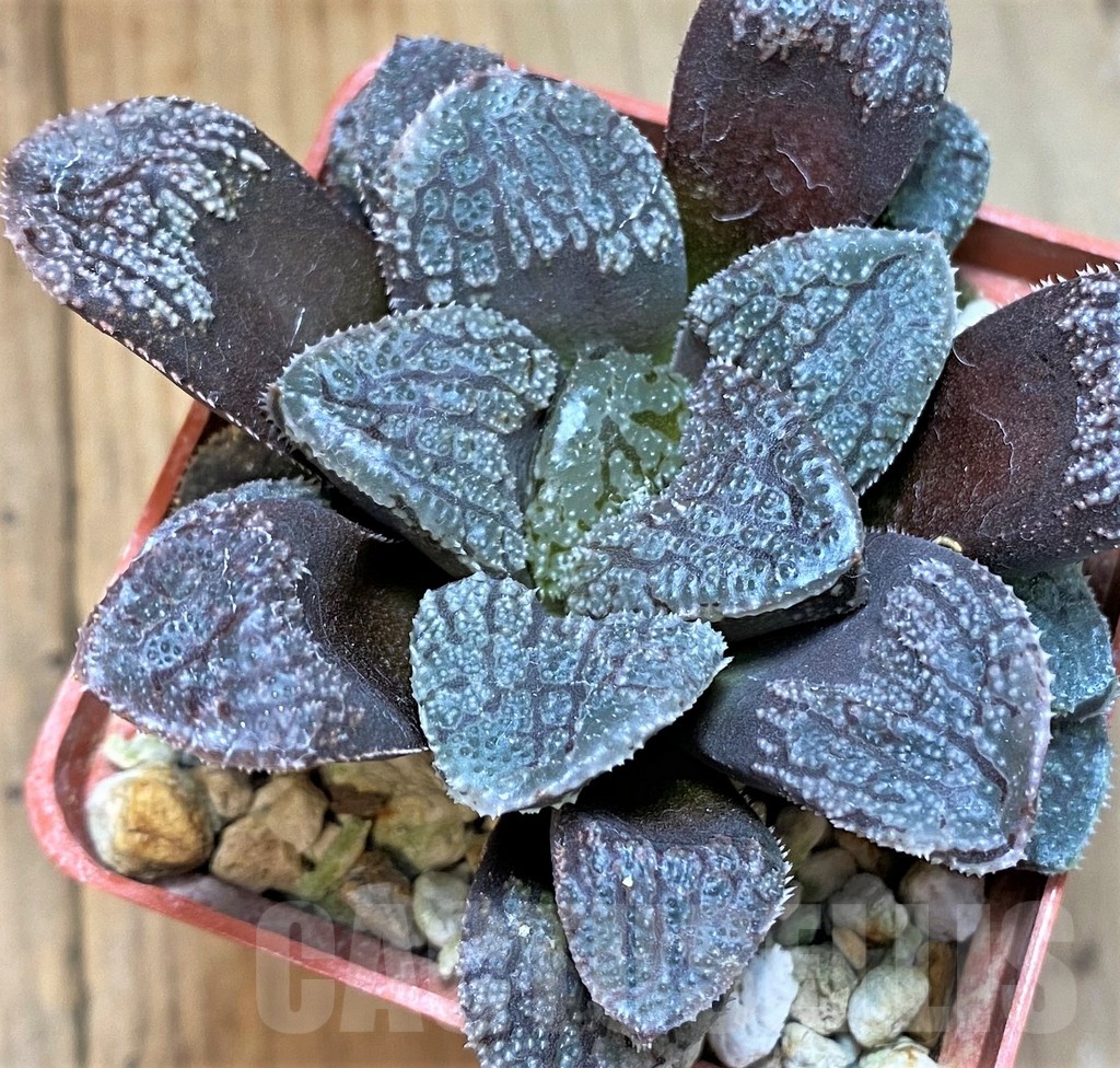 SH20761 Haworthia 'Mordor' - Image 2