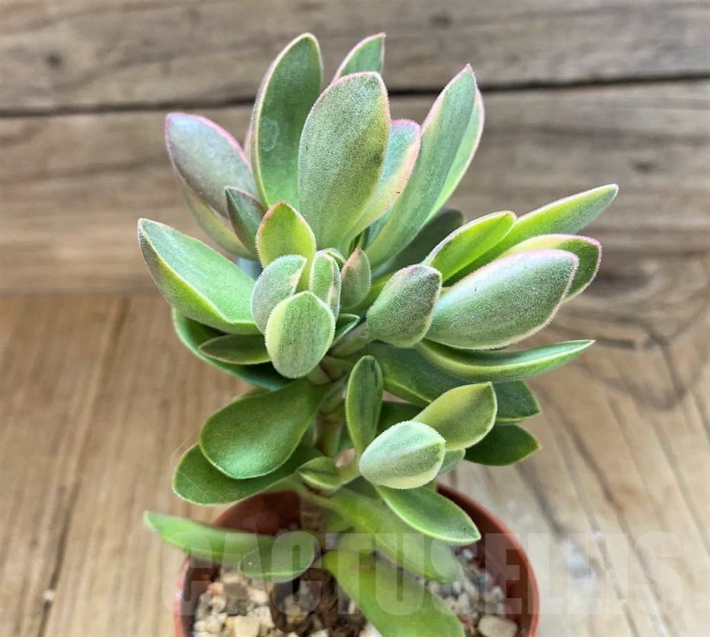 SH20762 Crassula 'Rusby' f. variegata