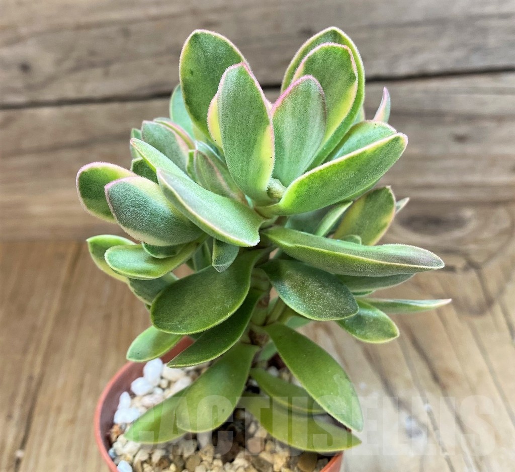 SH20762 Crassula 'Rusby' f. variegata - Image 2
