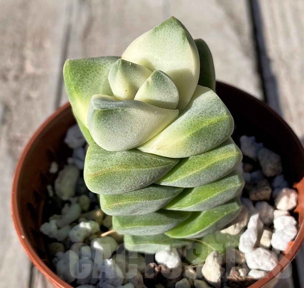 SH20767 Crassula 'Moonglow' f. variegata