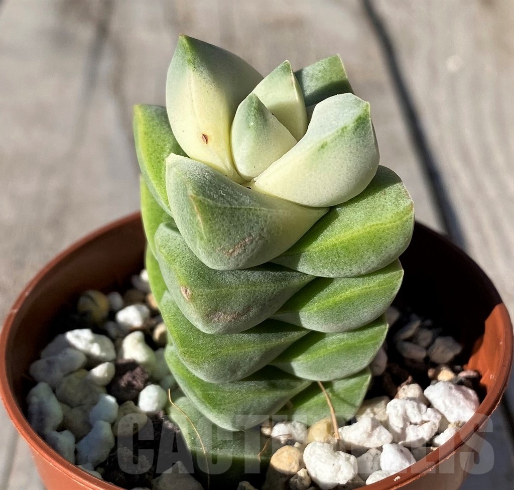 SH20767 Crassula 'Moonglow' f. variegata - Image 2