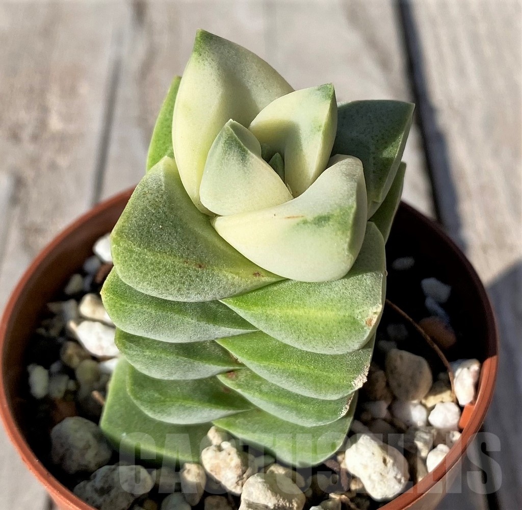 SH20768 Crassula 'Moonglow' f. variegata