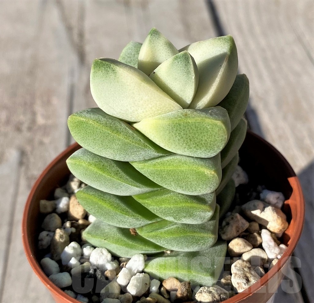 SH20768 Crassula 'Moonglow' f. variegata - Image 2