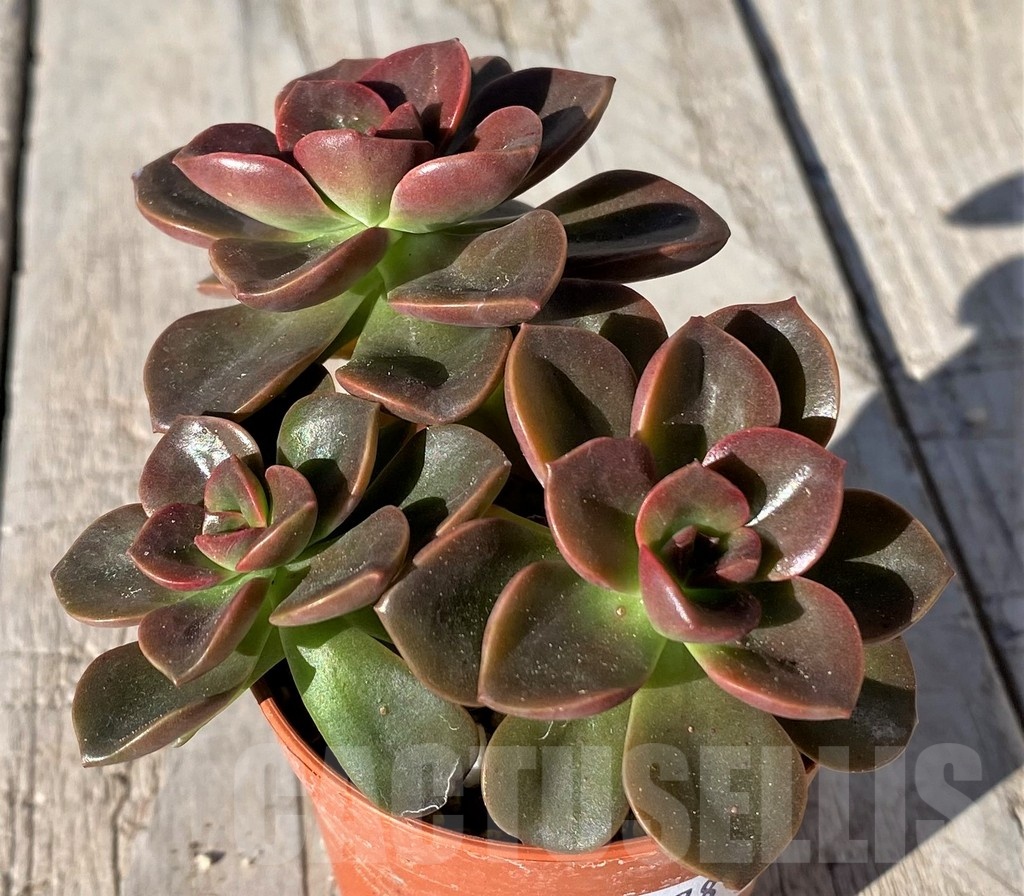 SH20781 Echeveria 'Melaco' - Image 2