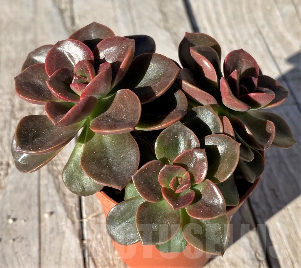 SH20781 Echeveria 'Melaco'