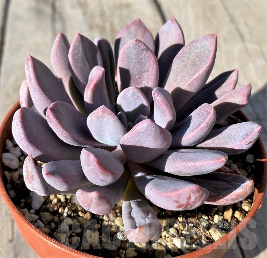 SH20785 Graptoveria ‘Lilac Spoons’
