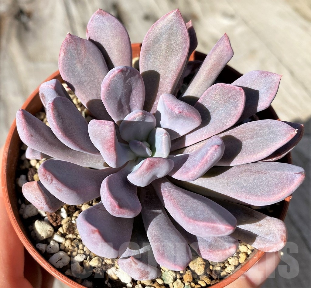SH20785 Graptoveria ‘Lilac Spoons’ - Image 2