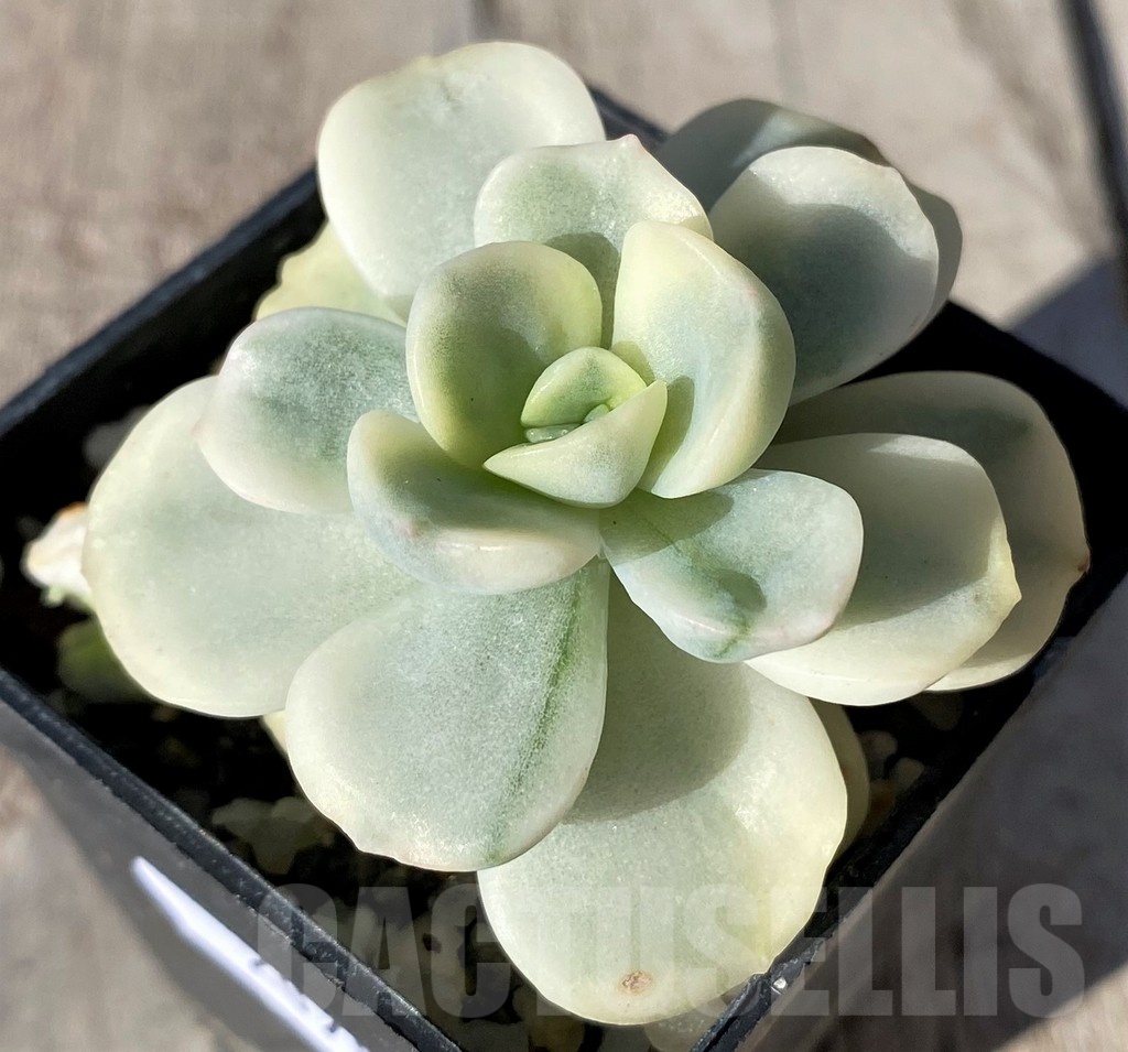SH20788 Echeveria 'Friendship' f. variegata