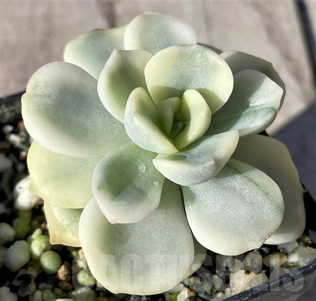 SH20788 Echeveria 'Friendship' f. variegata - Image 2