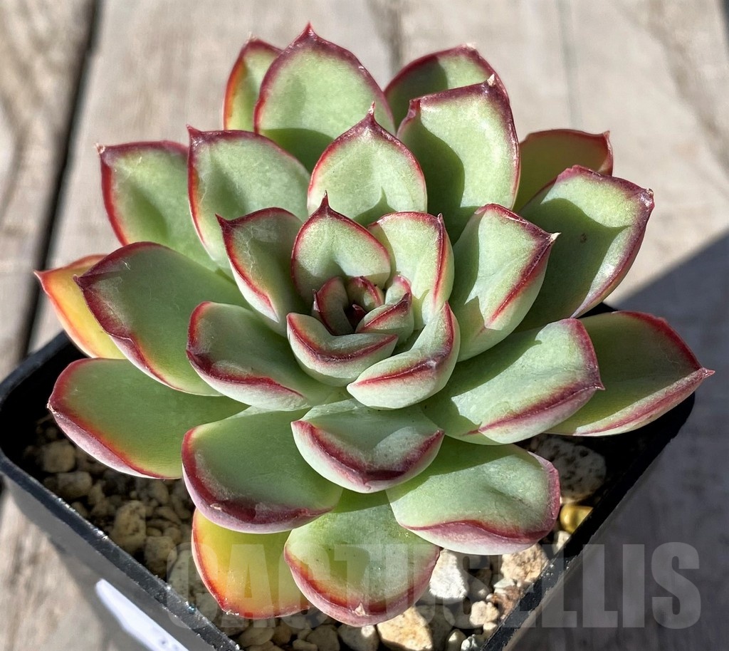 SH20789 Echeveria pulidonis hybrid - Image 2