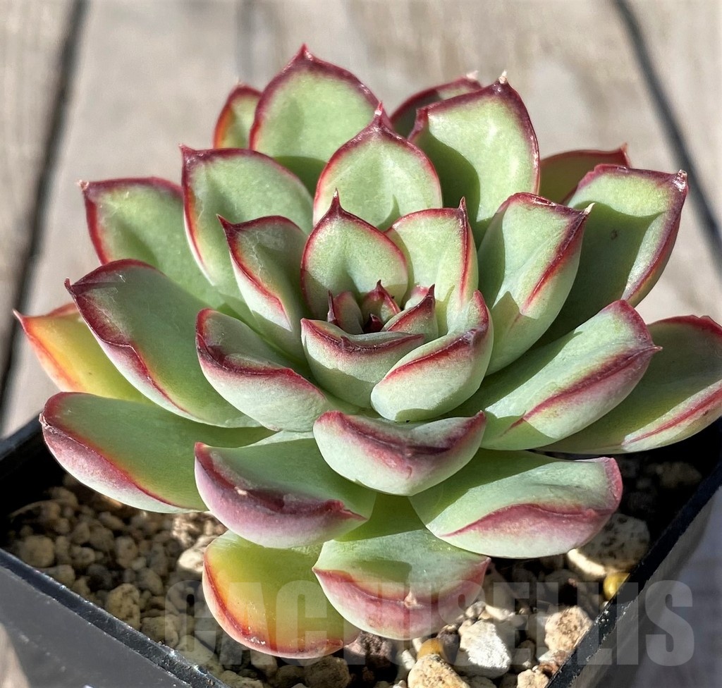 SH20789 Echeveria pulidonis hybrid