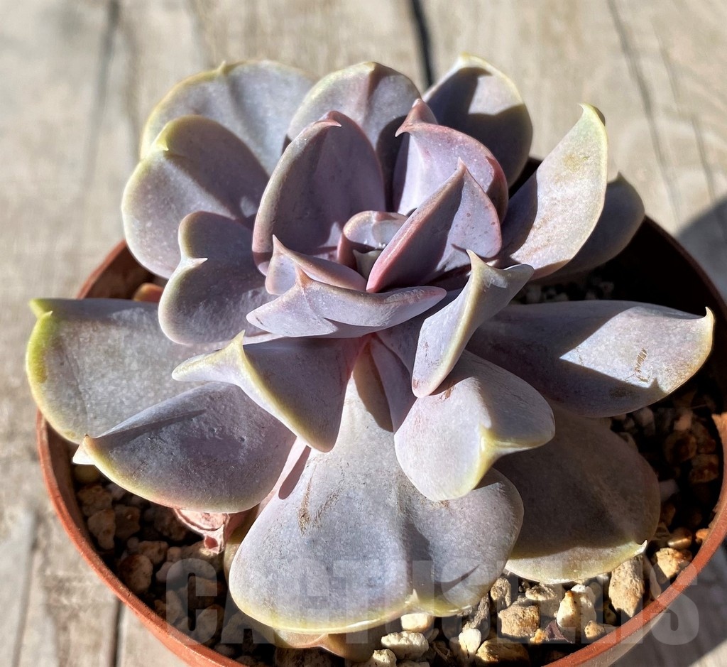 SH20790 Echeveria 'Serena' - Image 2