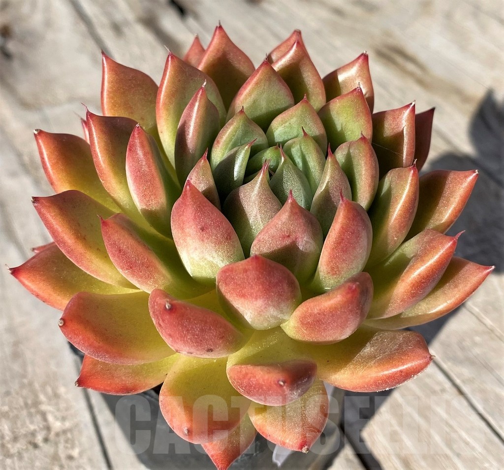SH20791 Echeveria agavoides 'Magic'